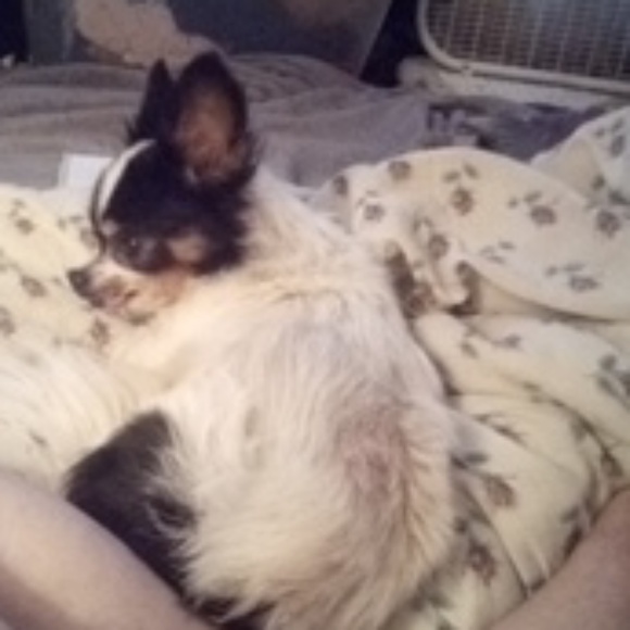 Meet your **POSH AMBASSADOR** - Picture 2 of 2